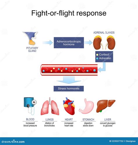 Fight or Flight 2025